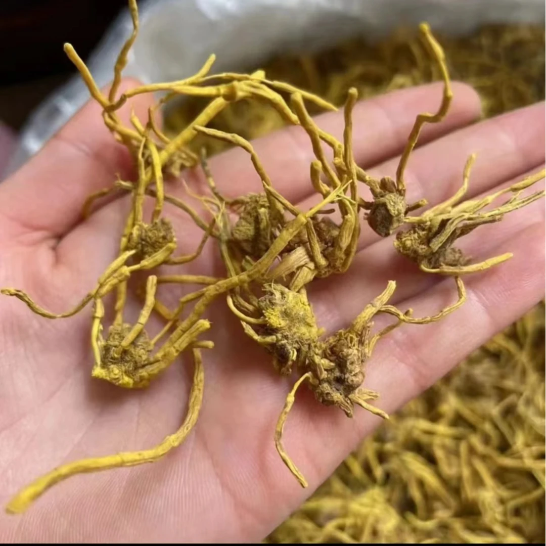 大山小敏（金丝·石斛参）云南干货金龙石斛煮水煲汤煮粥中老年滋补