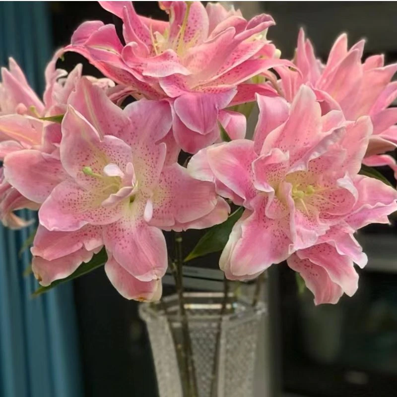重瓣百合-粉拉菲-任意两单鲜花顺丰冷链