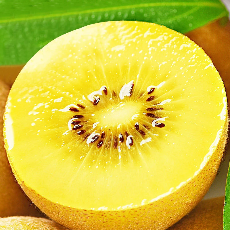 2四川蒲江黄心猕猴桃奇异果新鲜水果现摘送礼新鲜猕猴桃2023TM
