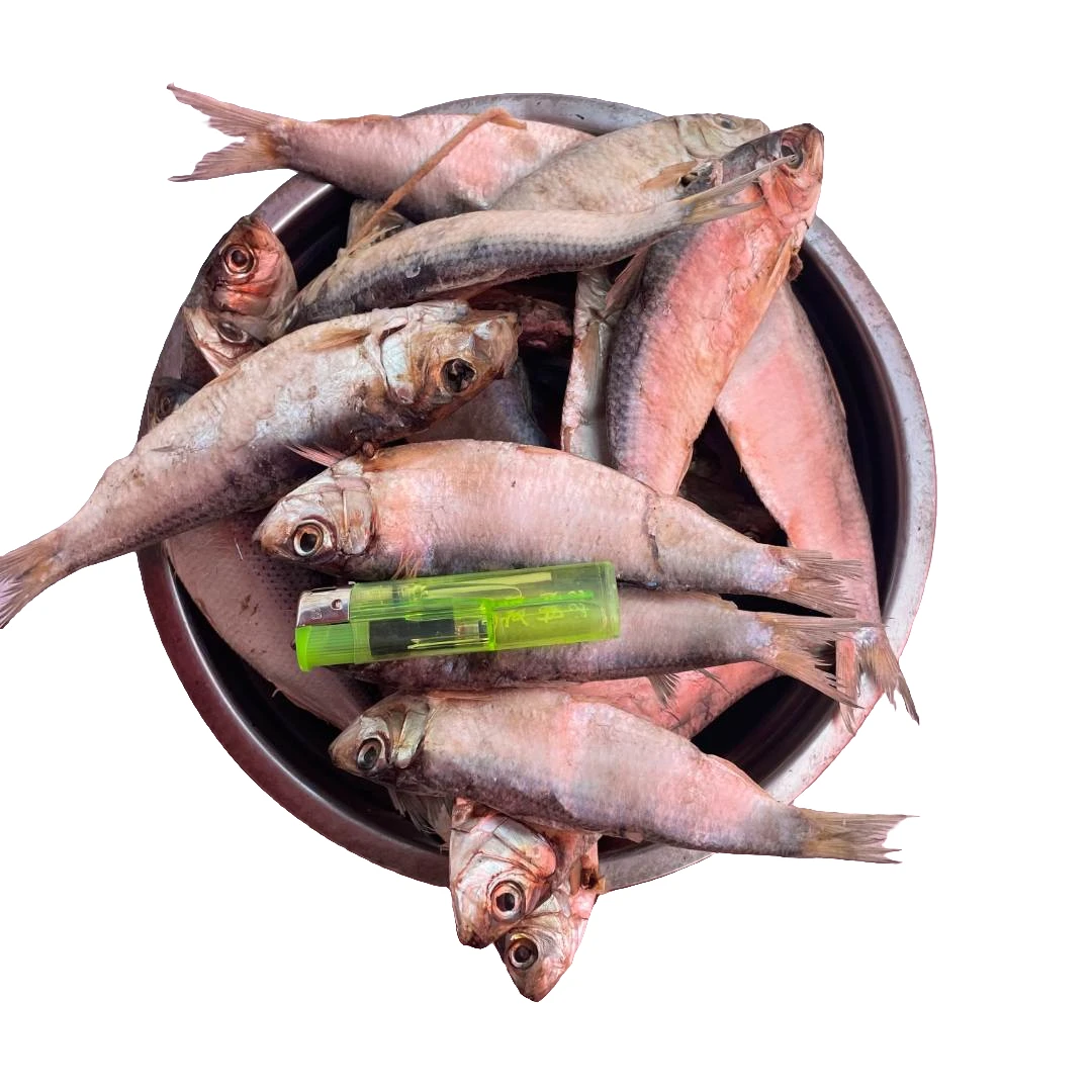 麦收吃柳叶 山东发货 微咸柳叶鱼青鳞子齐皮子 冷冻半干咸鱼 生鱼