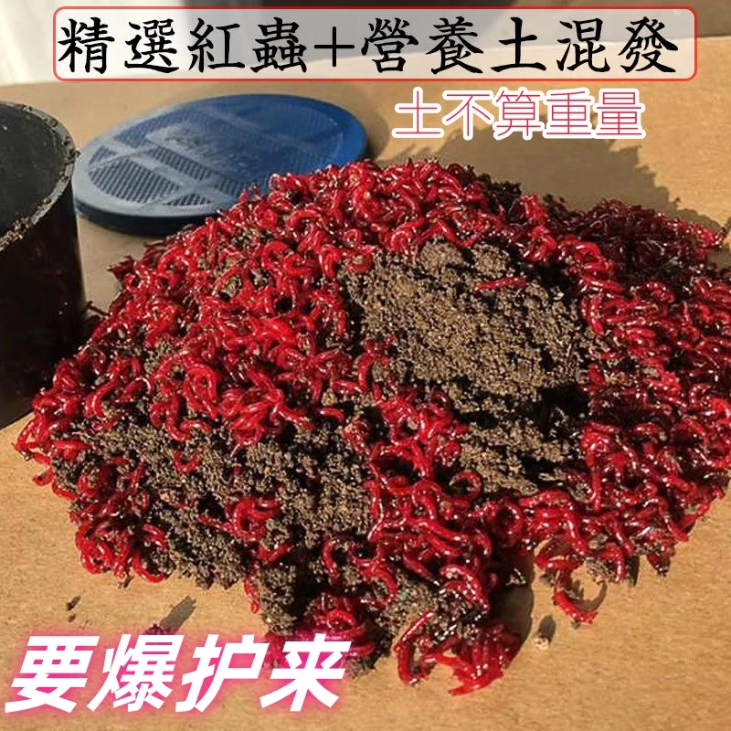 【商城特惠】鲜活红虫特大号公虫活体鱼饵适用于黑坑野钓鲫鱼