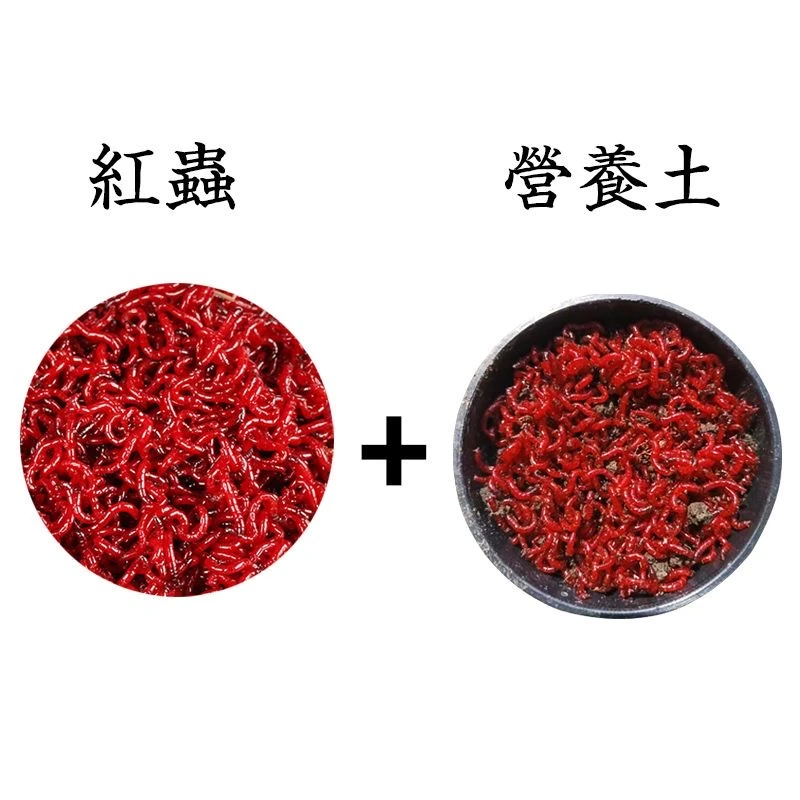 【带土发货】现货速发鲜活红虫公虫活体鱼饵鱼食黑坑公虫野钓饵料