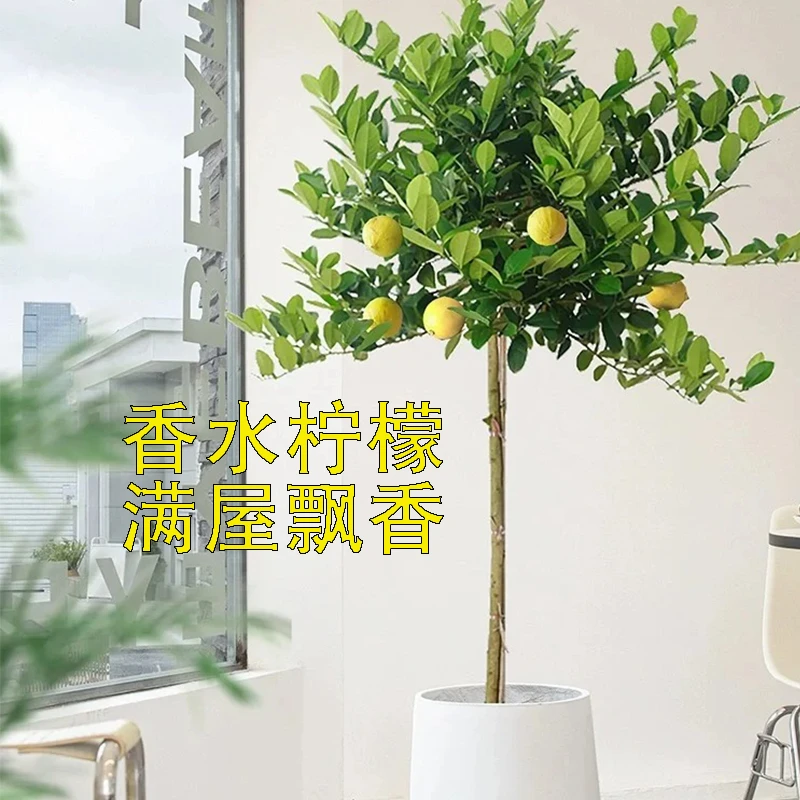 香水柠檬树四季开花结果可食用室内高杆大盆栽好养活果树一物一拍
