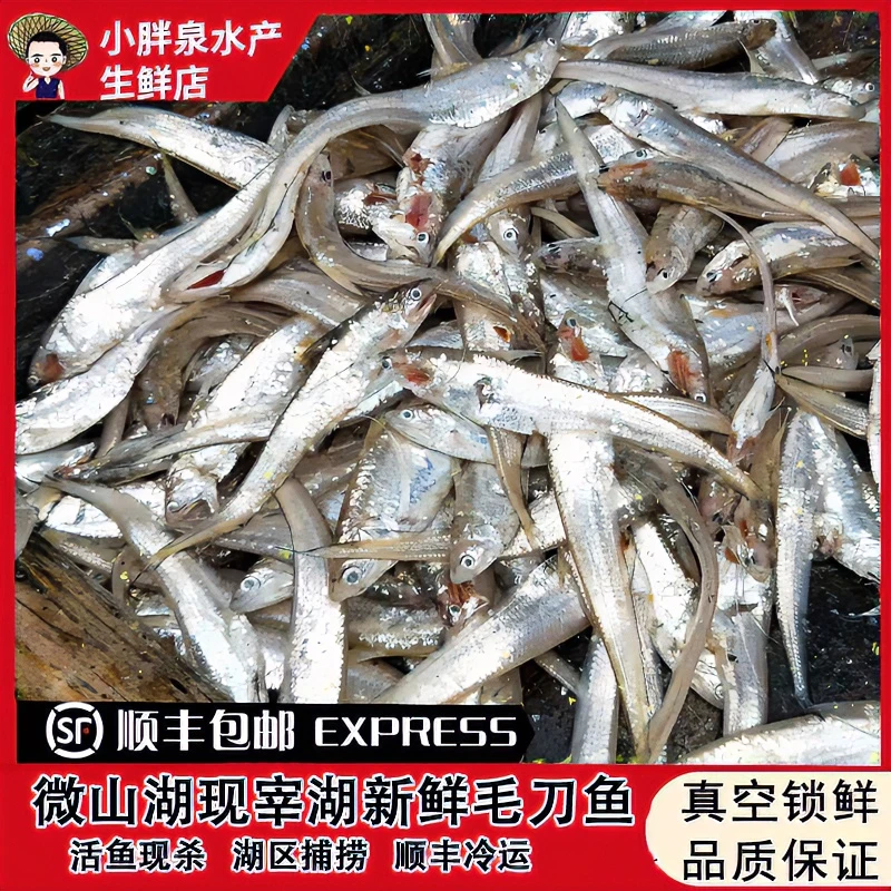微山湖区自然捕捞毛刀鱼淡水新鲜毛刀鱼顺丰冷运