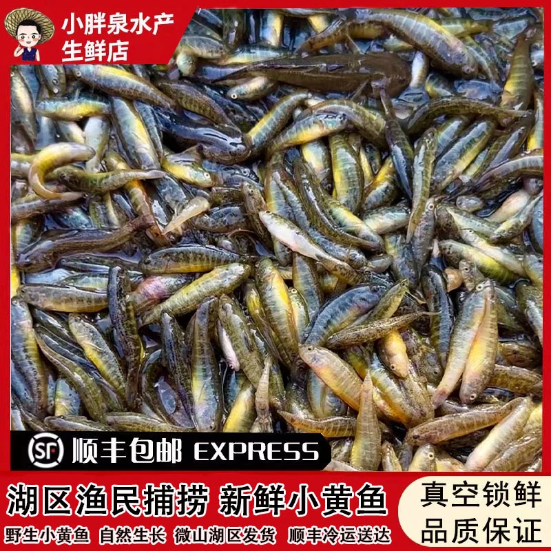 湖区渔民捕捞微山湖区小杂鱼野生小黄鱼淡水小黄鱼可煮小黄鱼汤