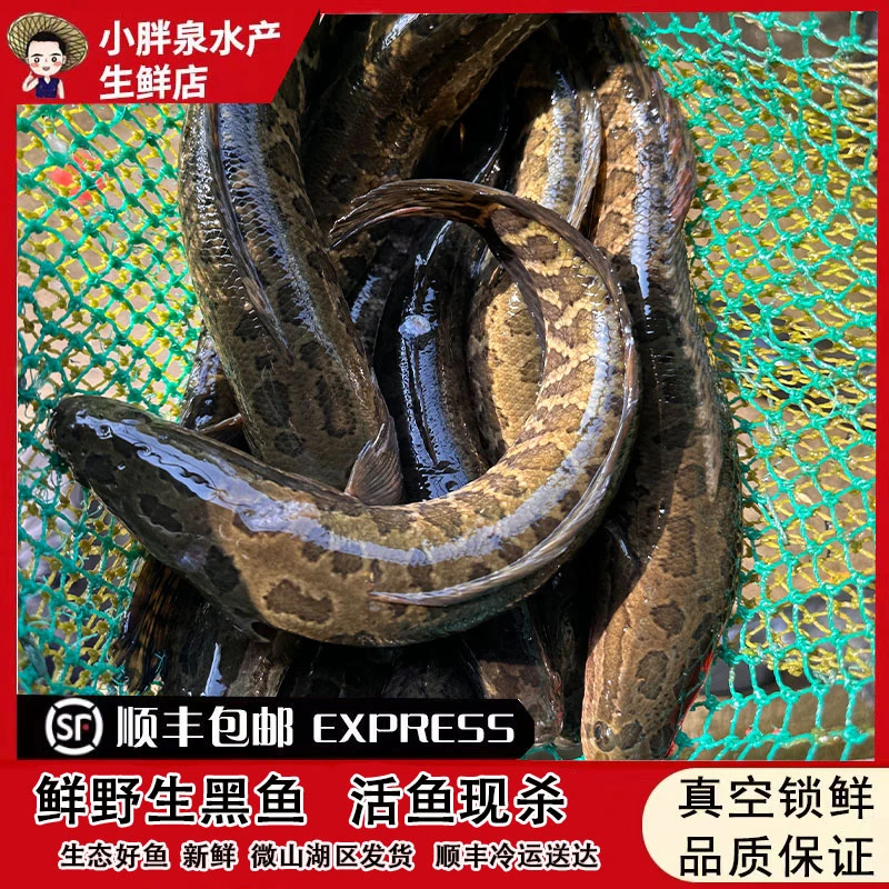 小胖泉渔民捕捞微山湖区新鲜野生黑鱼现杀酸菜黑鱼杀鱼（损耗18%）