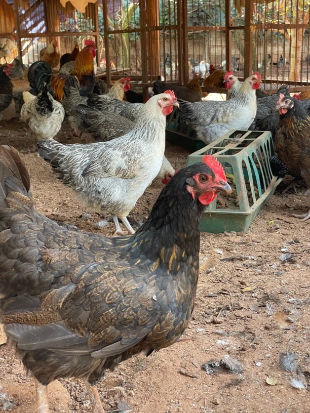 云南果园生态放养黄油武定土鸡肉现宰现杀