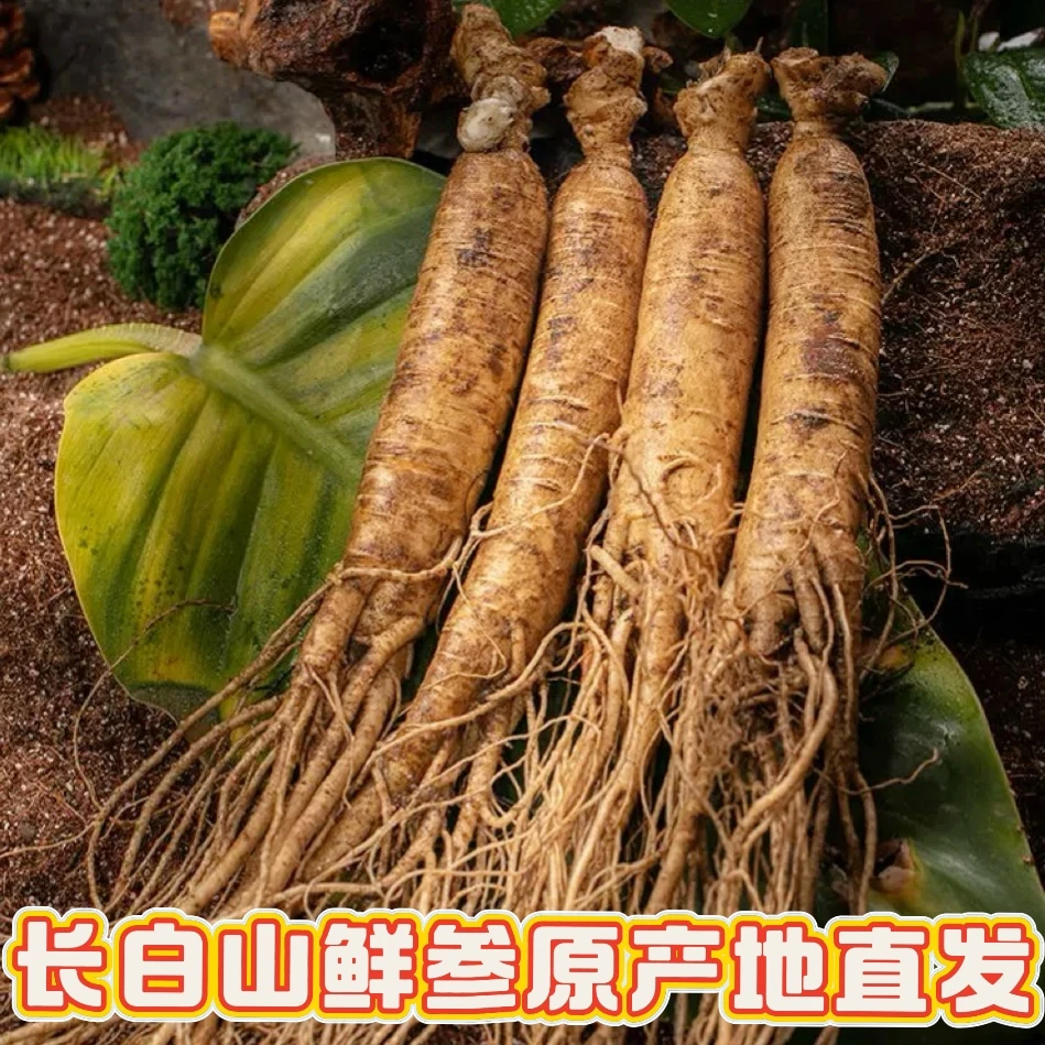 长白山鲜人参 大号 一斤 煲汤泡酒