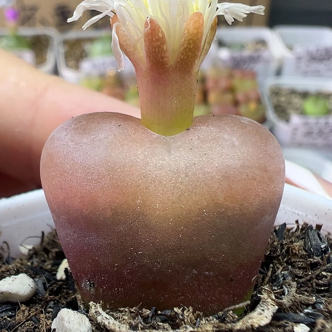 417超毛111111111111