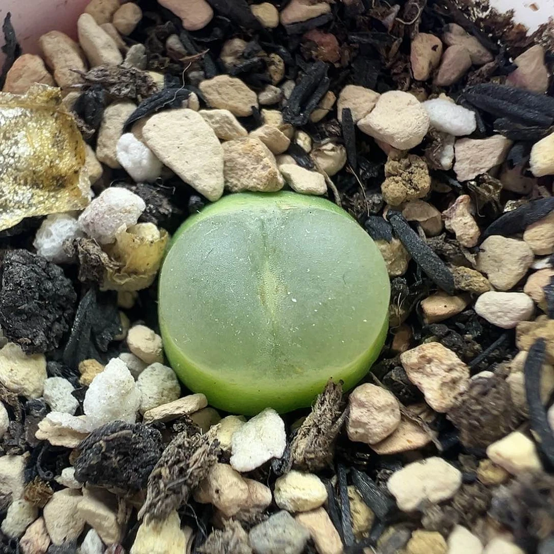 500拉登111111111111