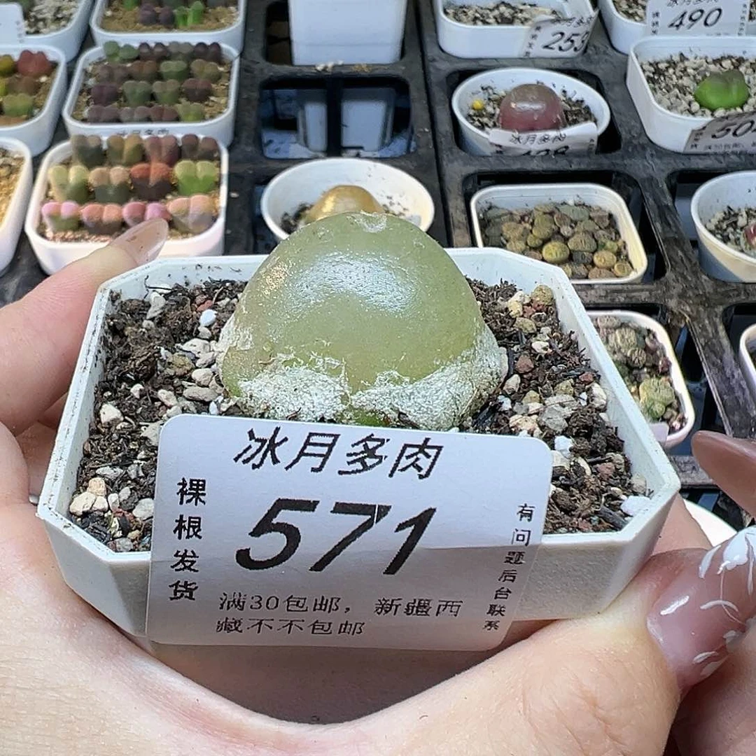 571灯泡3.6。  1112223333333