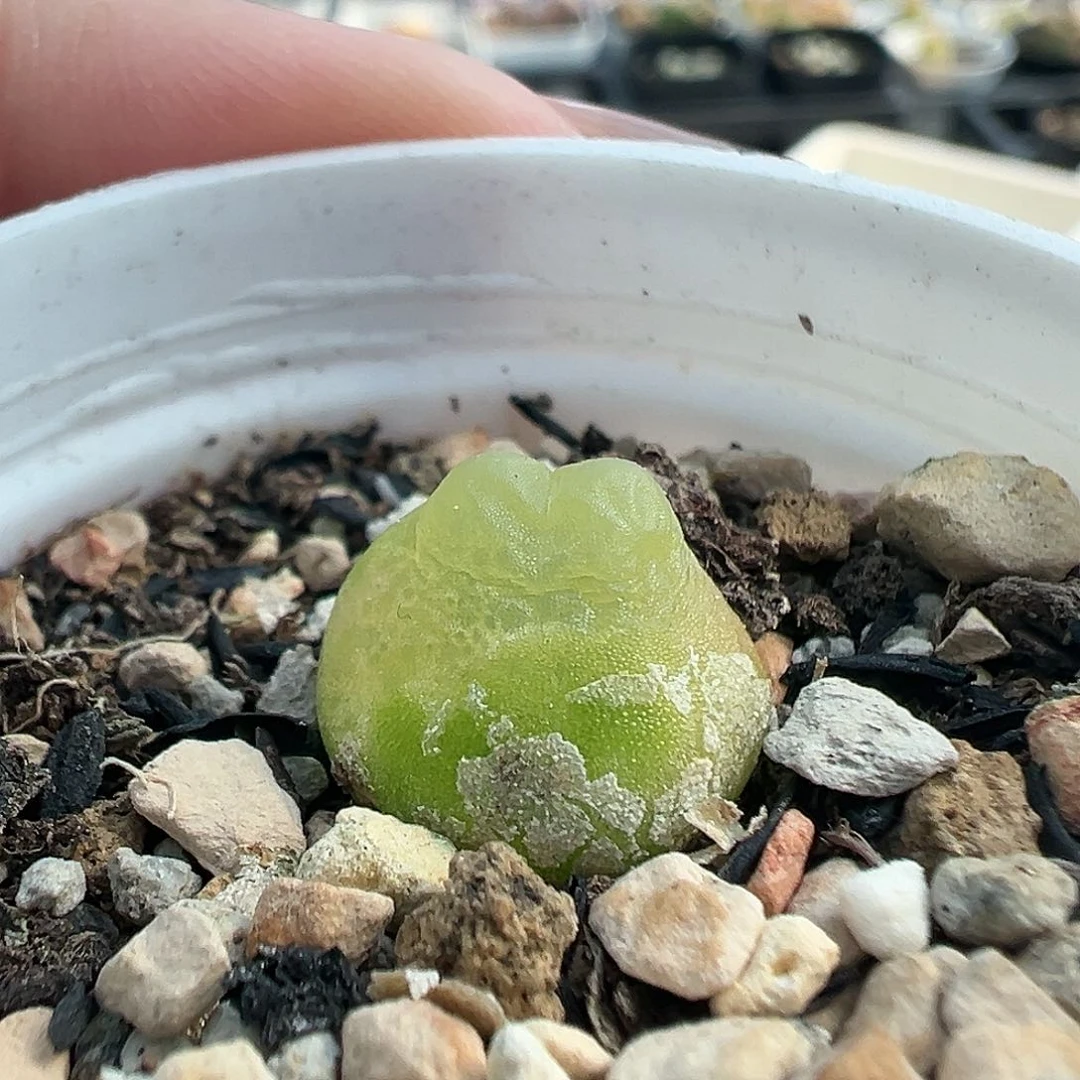 669拉登11111111111