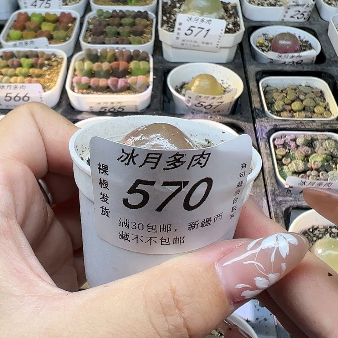 570灯泡1112223333333