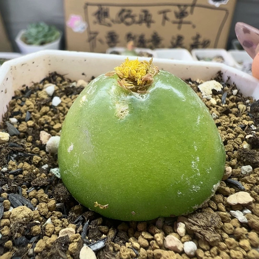 499灯泡111111111111111