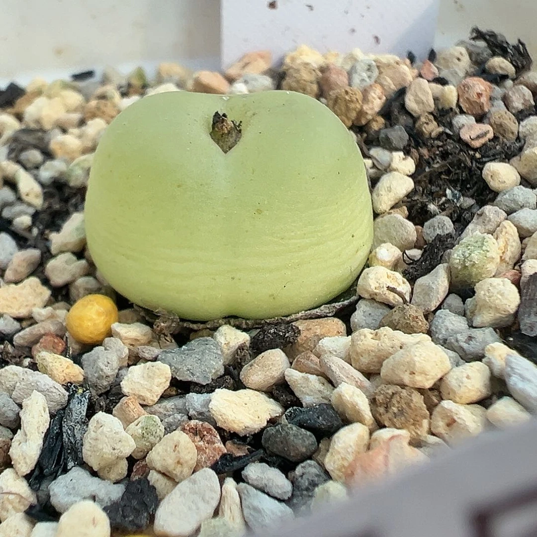 556。  1111111111111