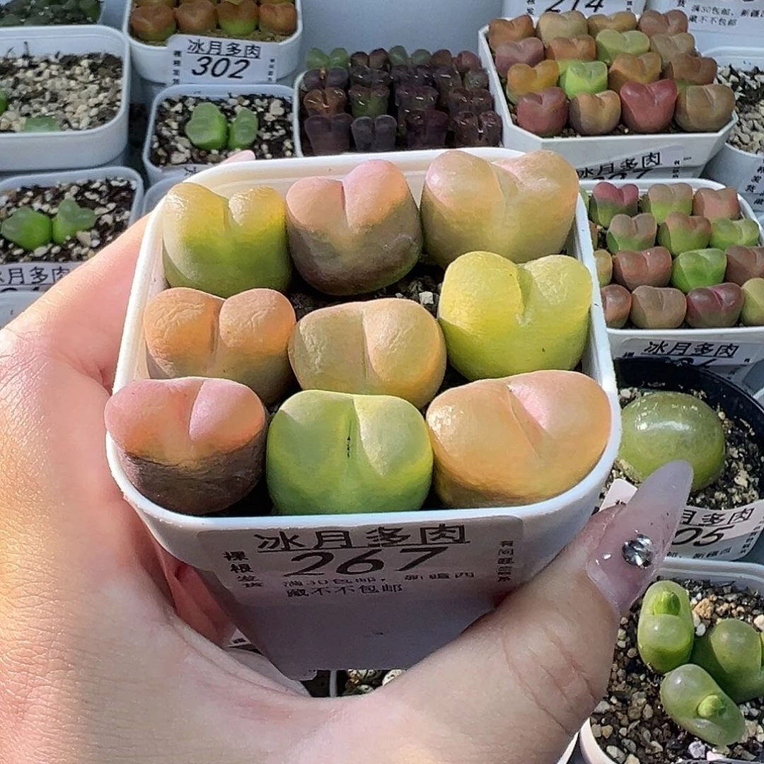 267毛汉尼11111111111