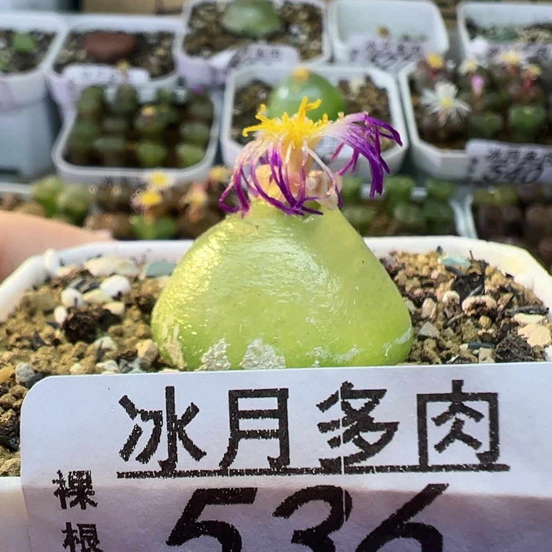 536灯泡111111111111