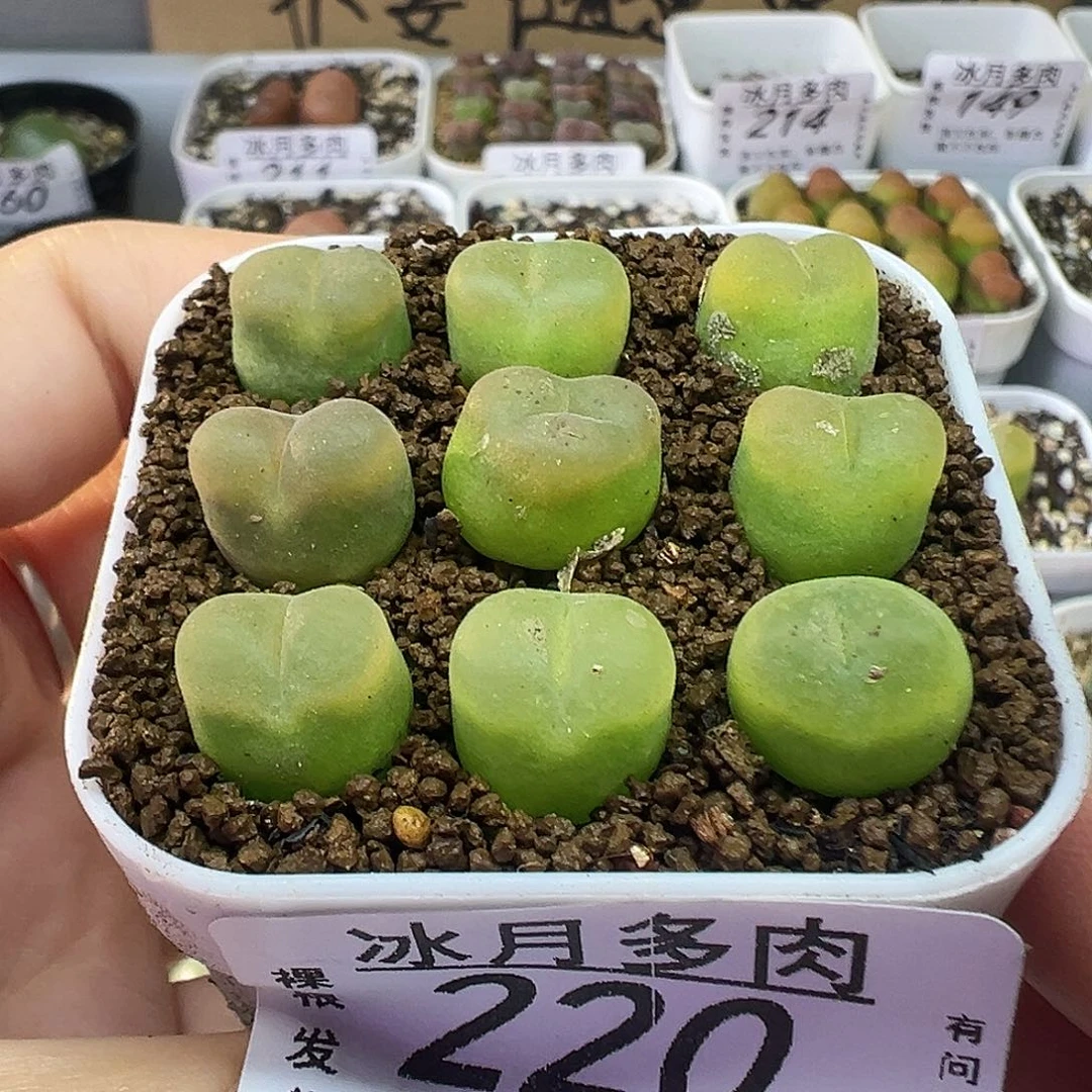 220欧泡111111111111111