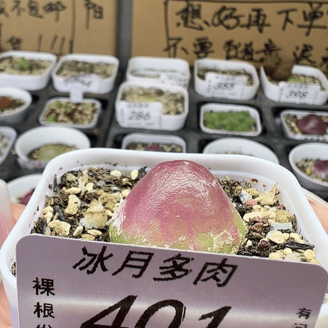 401灯泡11122223333333