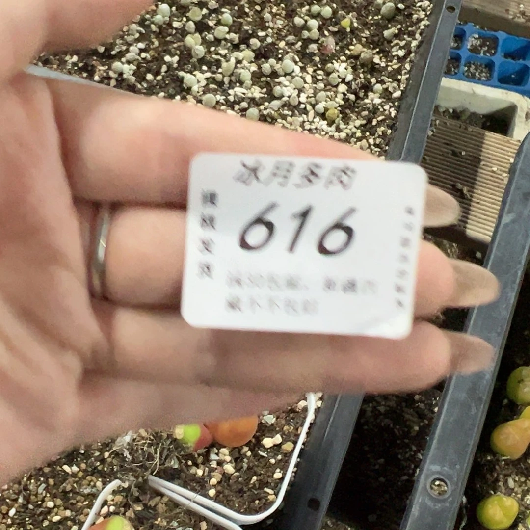 嫋*616。 111222333333