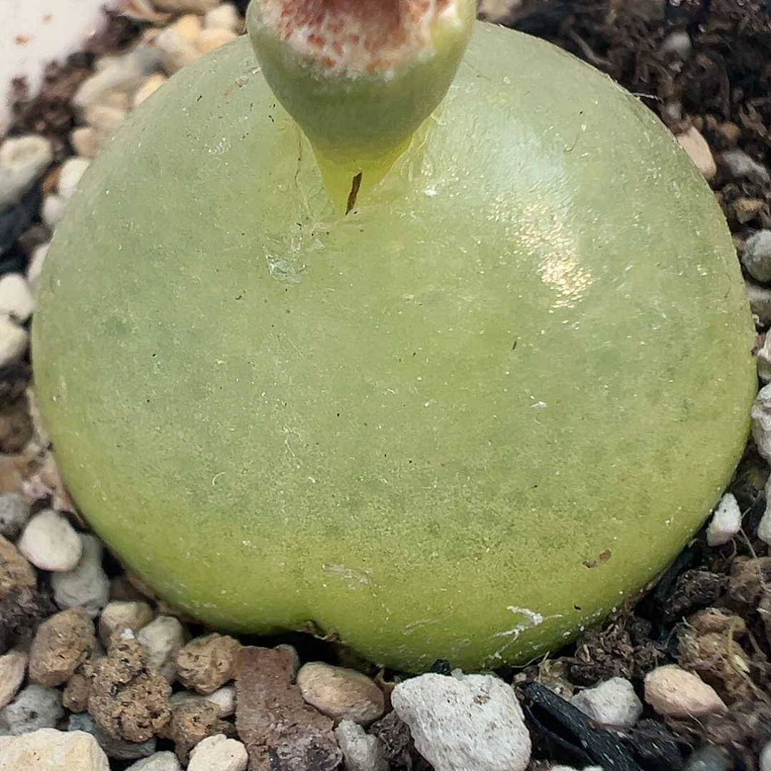 634灯泡11111111111