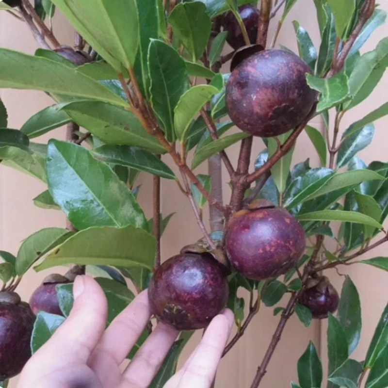 正宗山竹树苗泰国进口四季嫁接无核红肉黄肉南北方盆地栽当年结果