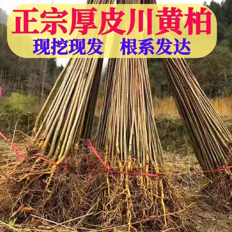 中药材黄柏树苗川黄柏黄檗树苗剥皮卖造林绿化经济林苗南北方种植