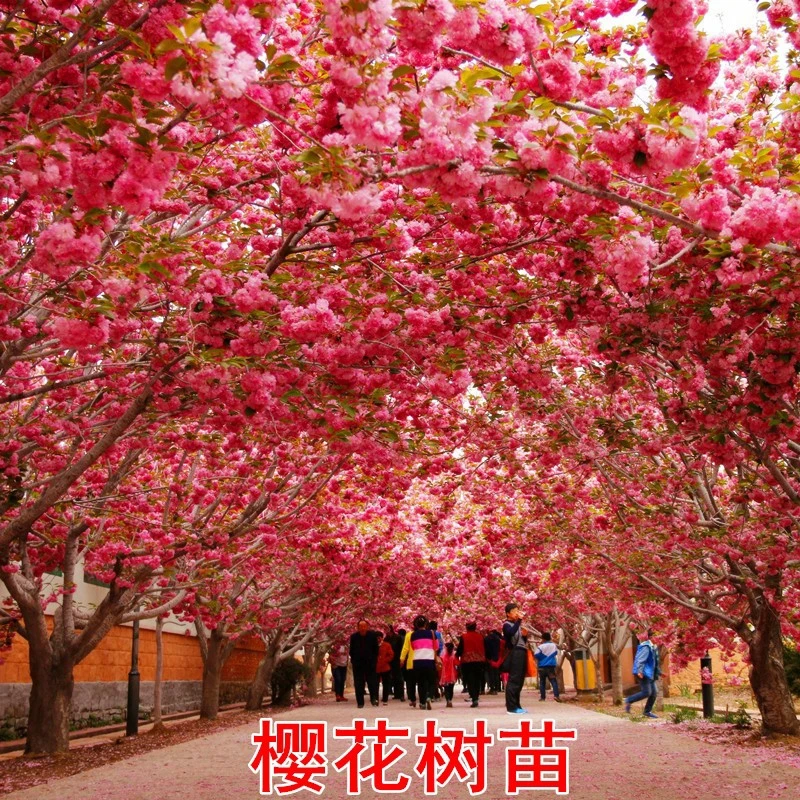 日本樱花树苗庭院种植嫁接大盆栽别墅名贵四季风景园林耐寒绿化苗