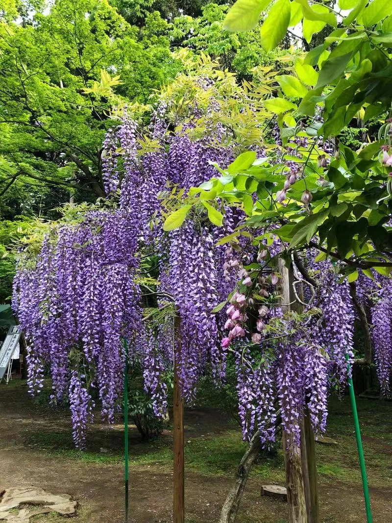 绿化苗木紫藤树苗一物一拍