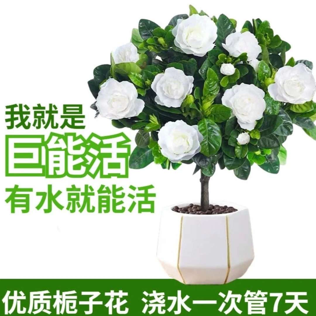 棒棒糖栀子花 开花神器