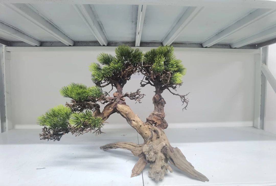 鱼缸造景 莫斯树规格43.20.30