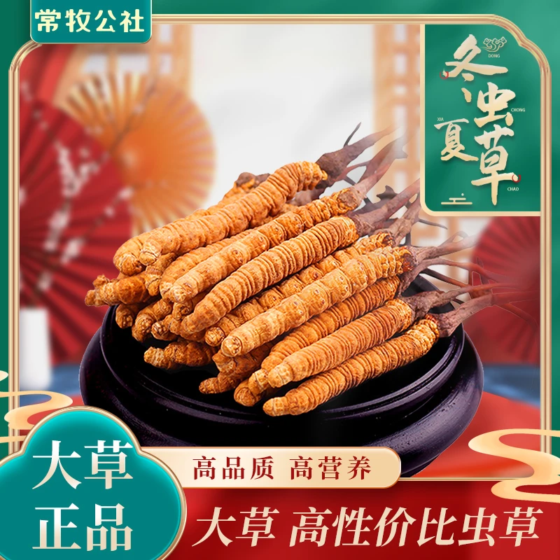 扎西家2025冬虫夏草中草100根（偏小一点 介意勿拍） 滋补养生