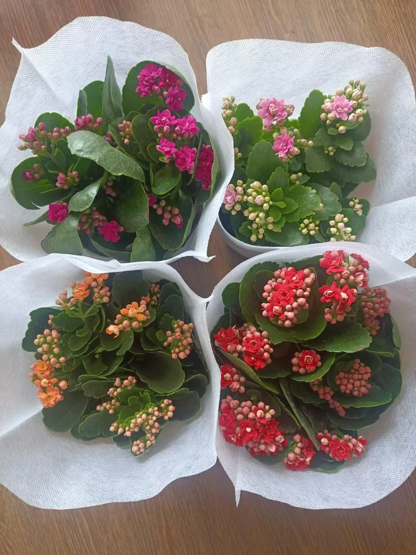 进口阿玛朵长寿花重瓣大花精品带花苞盆栽过年花卉室内开花植物