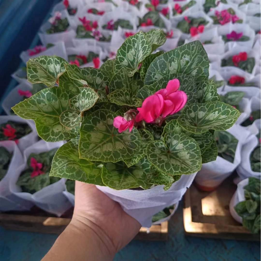迷你仙客来成长苗年销花室内观赏花卉