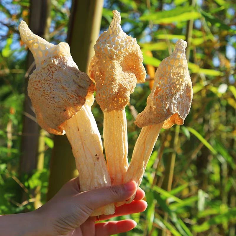 【精品竹荪  20克】尺寸10~18公分 云南特产干货竹荪