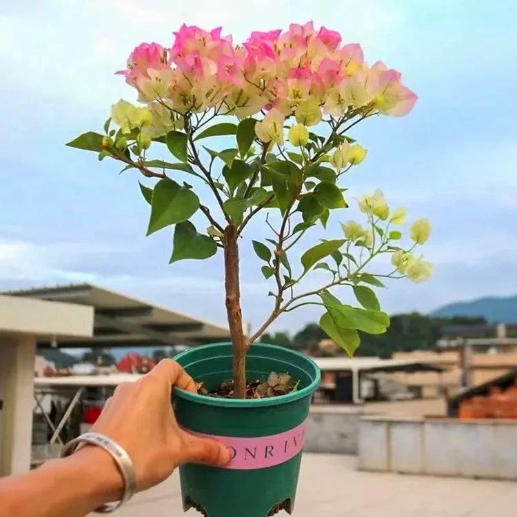 三角梅盆栽包邮发货