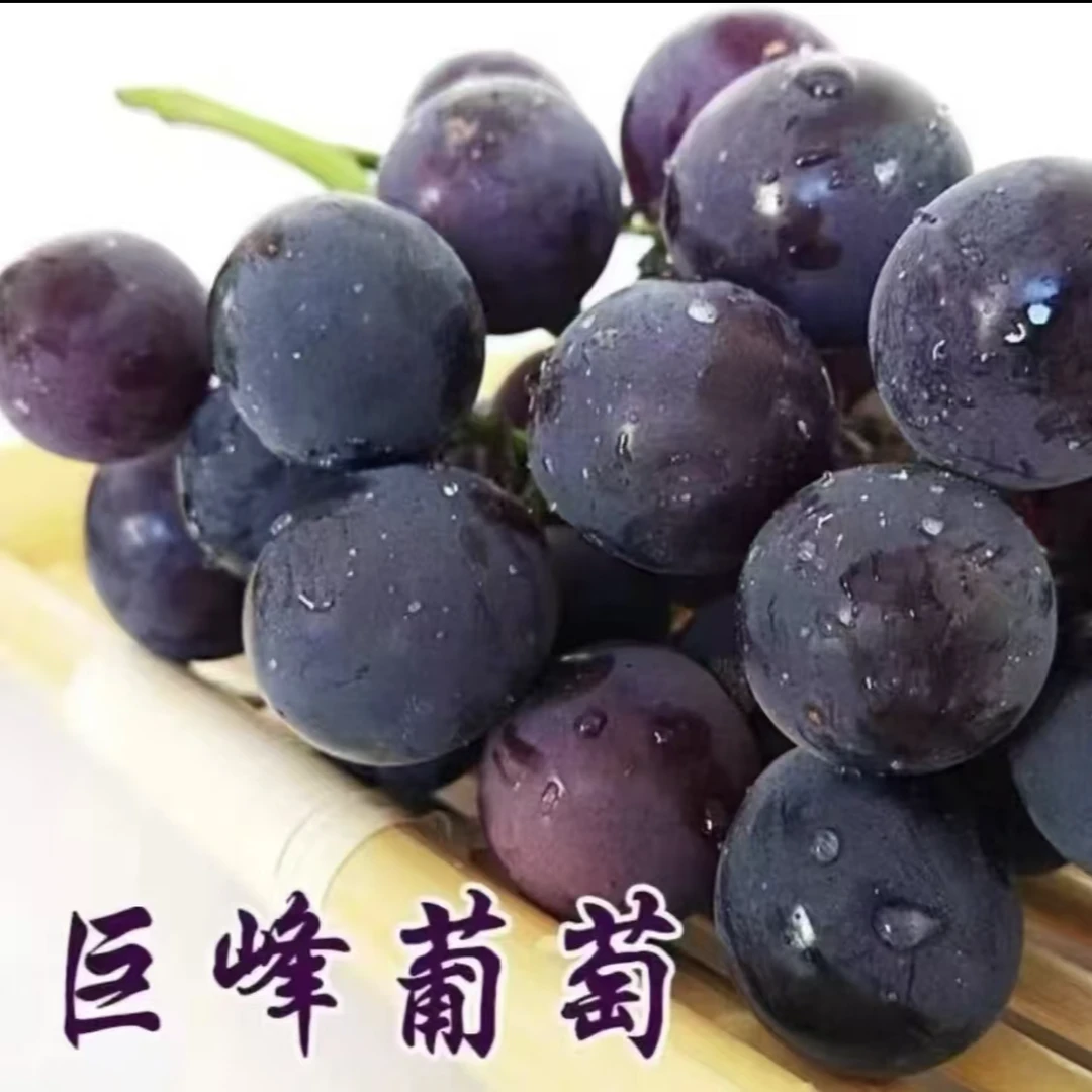 巨峰葡萄苗阳光玫瑰葡萄树抗寒耐旱盆栽地栽南北方种植