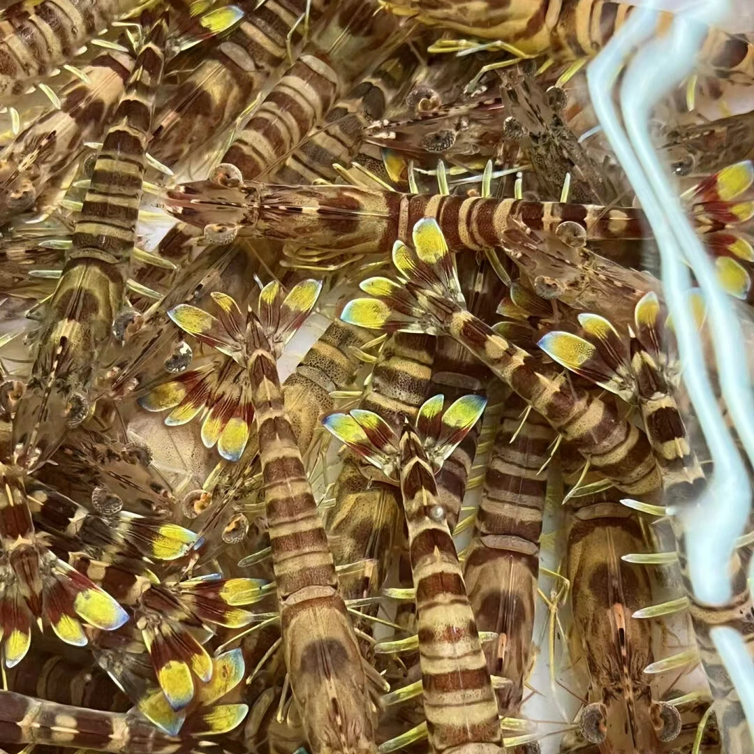 野生小斑节虾/九节虾/花虾（一斤45-50只左右）鲜货速冻发顺丰2斤