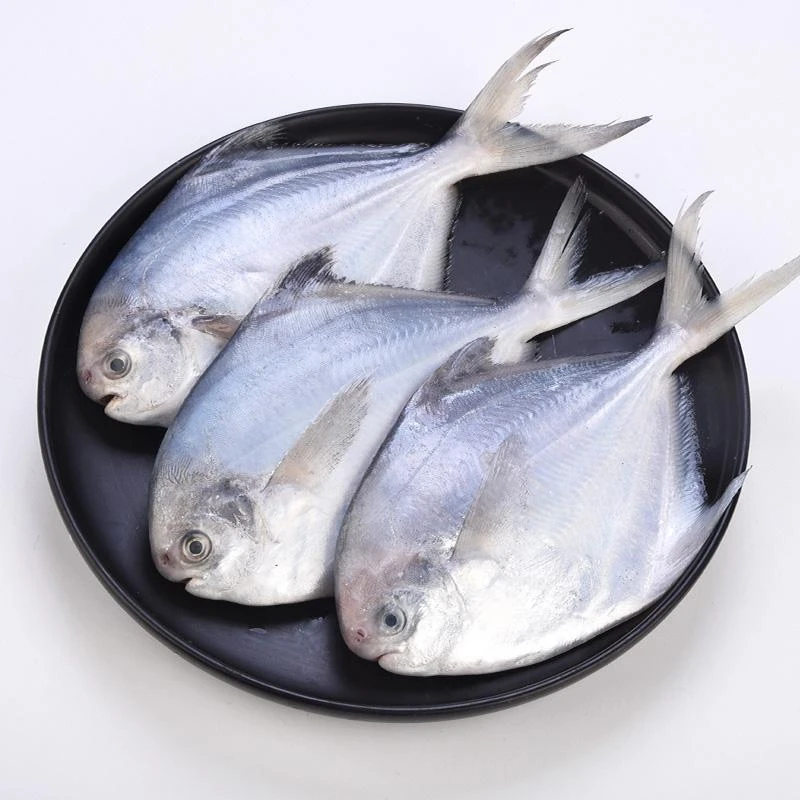 青岛野生银鲳鱼5斤（8-10条一斤  5斤共48条左右）鲜鱼速冻后发顺丰