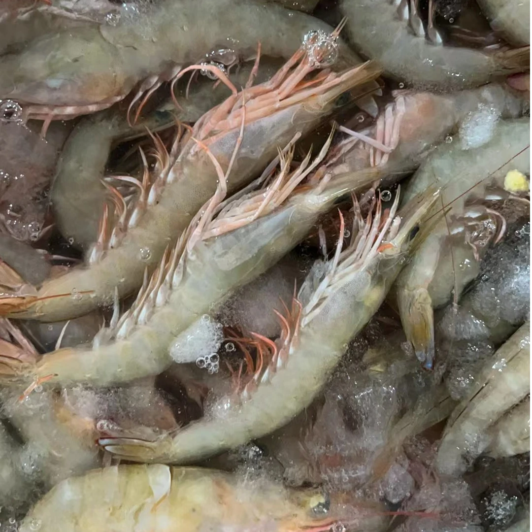 L 新鲜野生海捕麻虾，沙虾3斤，15-16一斤，一盒一斤海水速冻发货