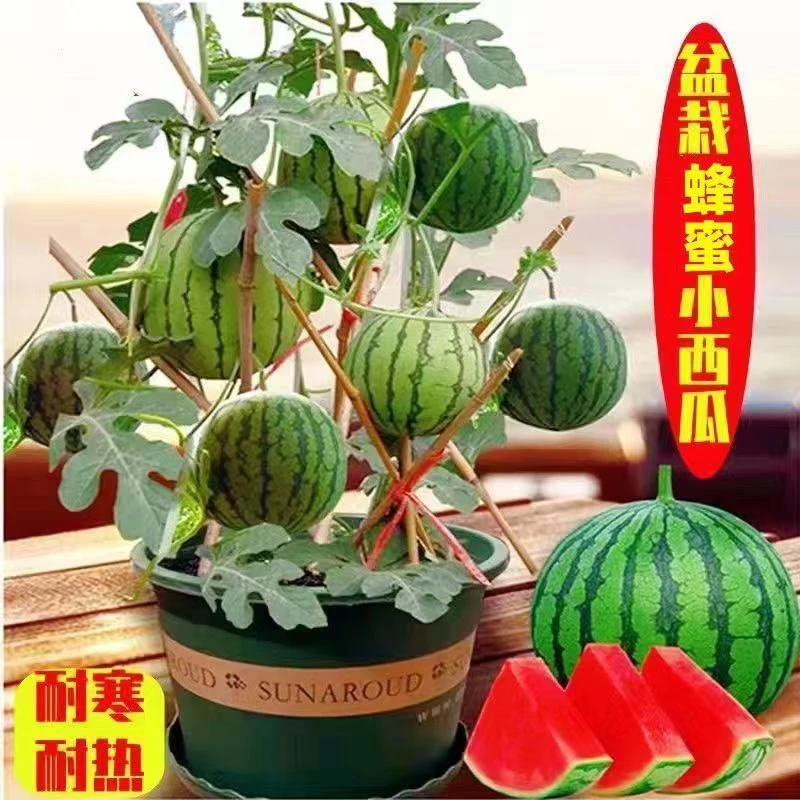 【40天结果】蜜蜂麒麟瓜8424宿舍种植西瓜苗懒人无籽盆栽阳台庭院苗