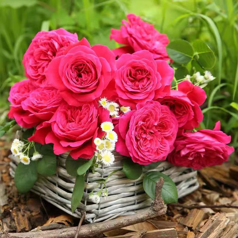 【灌木中苗】四季开花特大苗月季花苗大花浓香四季开花阳台庭院盆栽