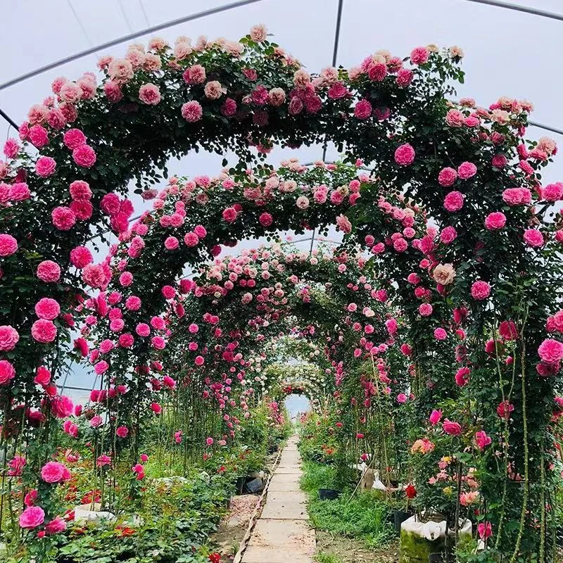 藤本【大苗】露天大苗爬藤月季浓香大花耐寒耐晒多头四季蔷薇花苗
