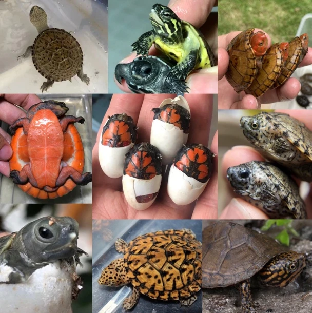 （龟蛋包孵化链接）墨西哥红面果核虎泥巨头白唇头盔东方剃刀麝香