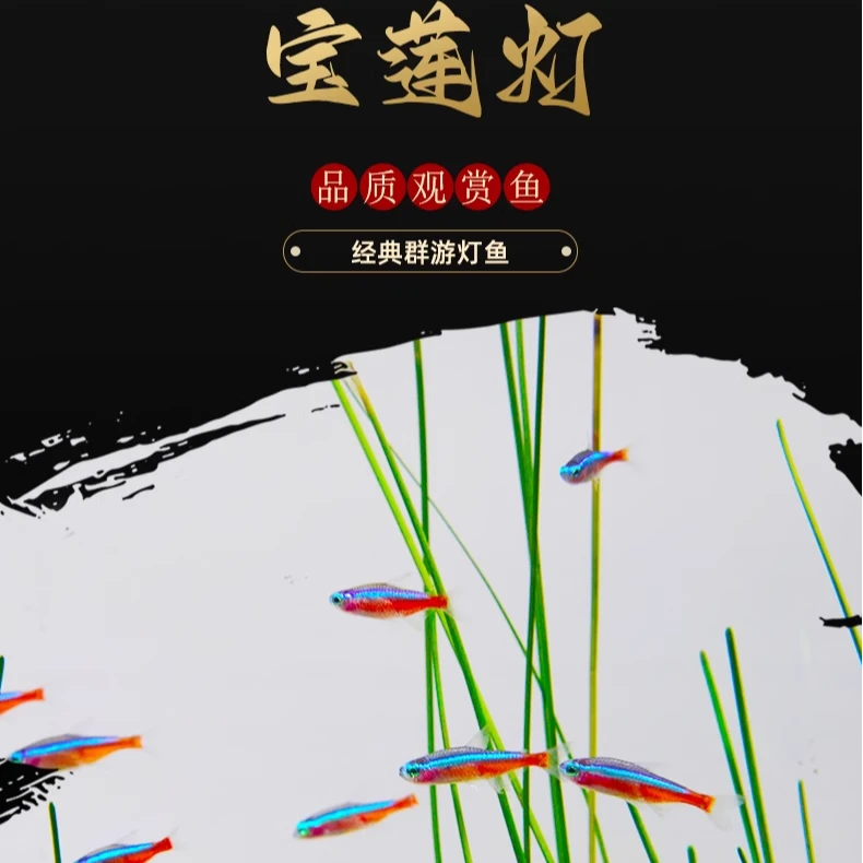 热带观赏鱼宝莲灯鱼热带鱼淡水观赏鱼小型水草缸群游鱼