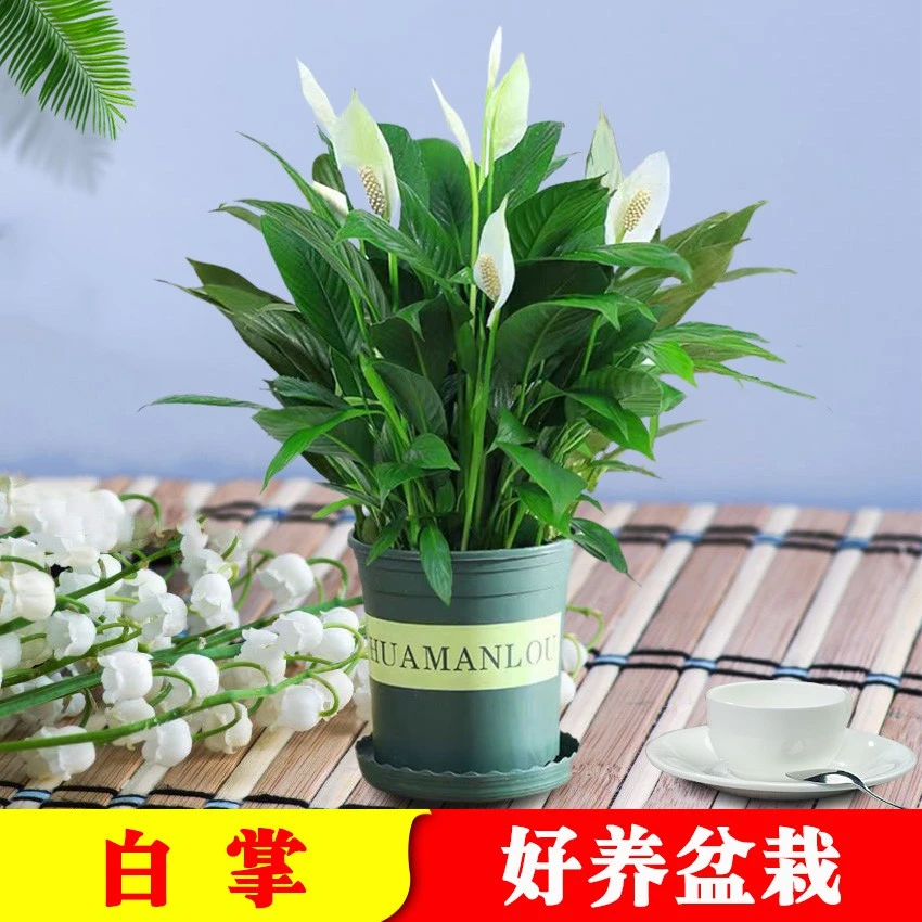 【白掌盆栽】一帆风顺易活水培植物办公室内花卉绿植四季开花