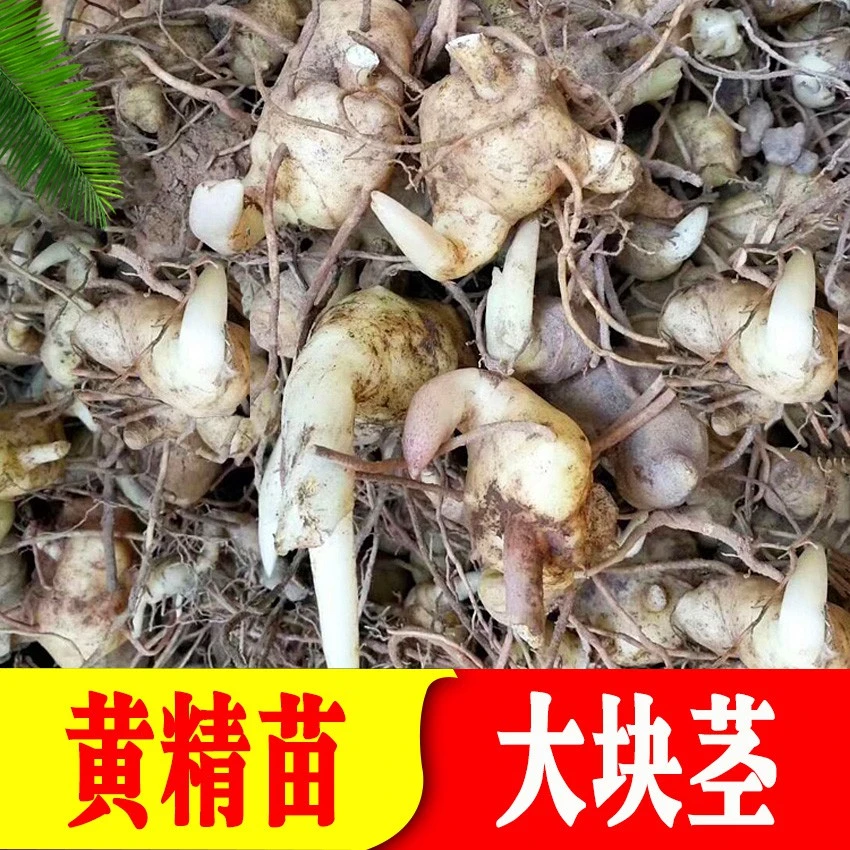 云南滇黄精种植种苗 正宗种子育苗农户基地现挖现发