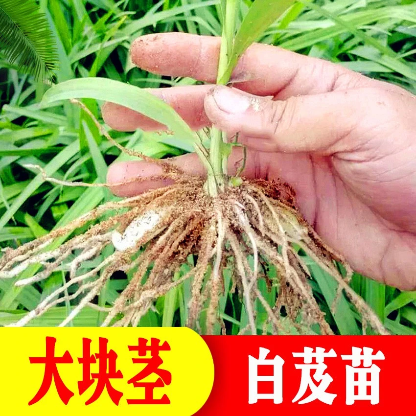 云南紫花三叉白芨苗露天驯化苗大白芨苗大块茎苗批发