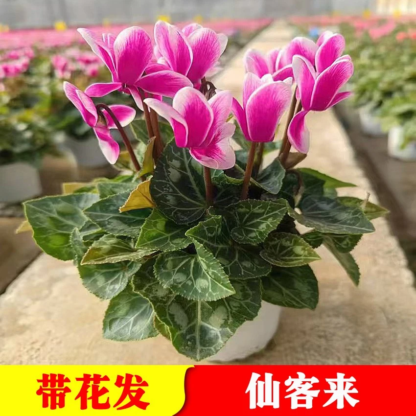 【带花发】仙客来盆栽绿植花卉室内迎客来四季开花好养观花植物