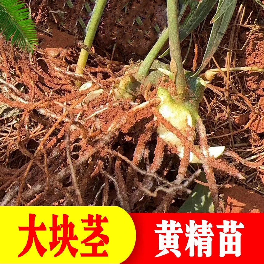 云南黄精苗大块茎多花姜型不倒苗黄精种子现挖现发